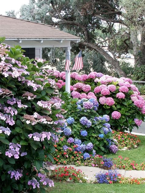 The 25+ best Flowering plants for shade ideas on Pinterest