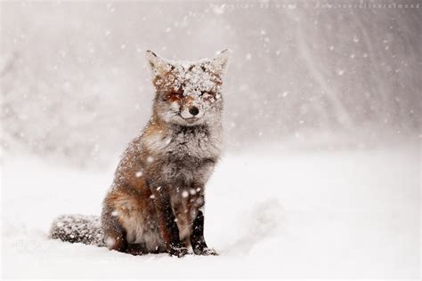 30 Adorable Photos Of Foxes In The Snow - 500px