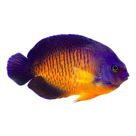 Coral Beauty Angelfish For Sale - Small | Petco