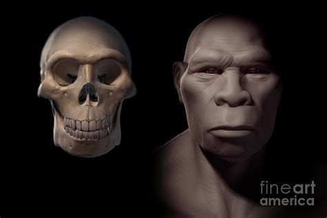 Homo Erectus With Skull Photograph by Science Picture Co - Fine Art America