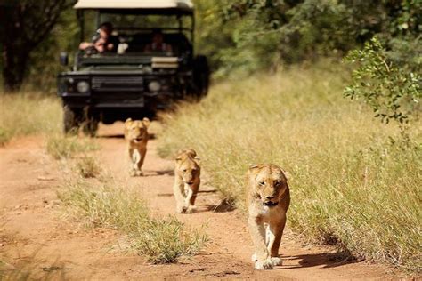 Kruger Tours: The Best South Africa Safari Adventures