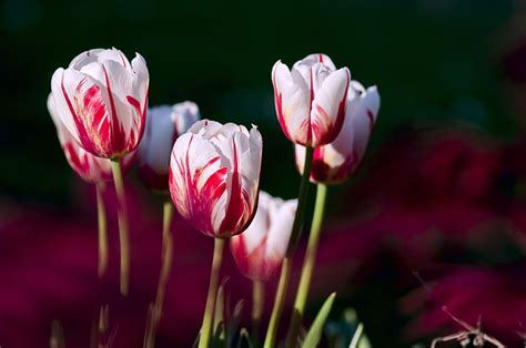 Free Images : nature, flower, petal, tulip, spring, color, garden ...