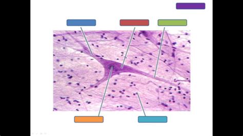 Nervous Tissue Histology Slides Flashcards | Quizlet