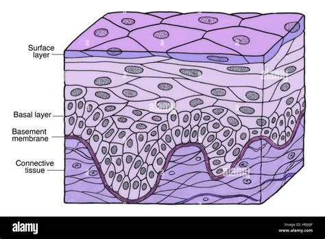 Stratified Squamous Keratinized Epithelium Diagram