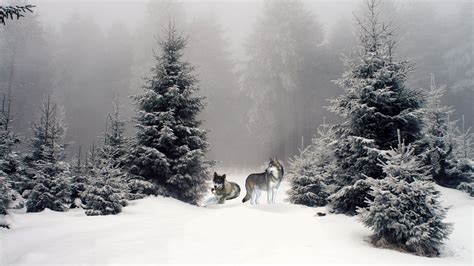 Winter Woods Wallpaper - WallpaperSafari