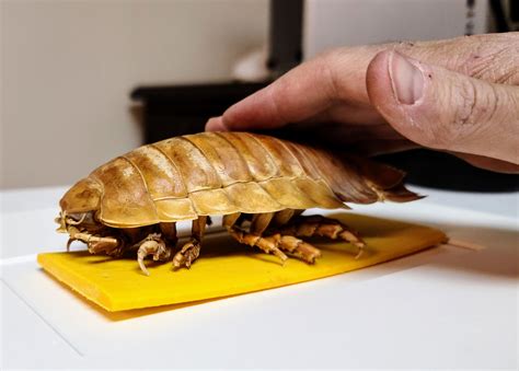 I saw the pet the isopod meme post on here so I thought I would ...