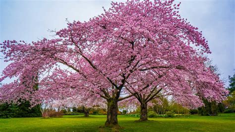 You Can Buy a Cherry Blossom Tree for Just $39 at The Home Depot