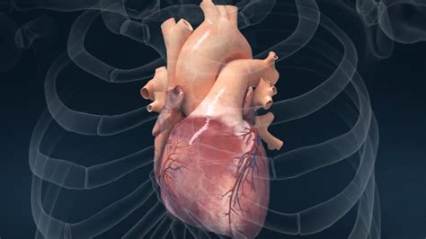 3D Heart Animation: Cardiology and Human Heart Animation | Elara