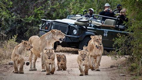 The Top Safari Destinations In South Africa For 2022