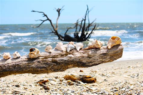 Edisto Island's Botany Bay - South Carolina Lowcountry