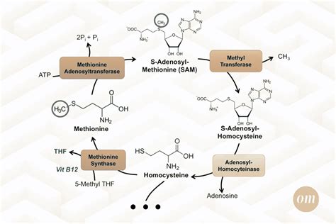 Methionine (Met): An Essential Amino Acid to Never Forget | Optimus Medica