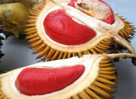 Buah Durian Merah. | Galeri Gambar