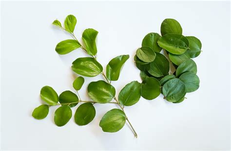 Daun Bidara or Ziziphus Mauritiana isolated on a white background ...