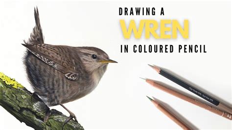 Drawing a Wren Garden Bird in Coloured Pencil in 2023 | Color pencil ...