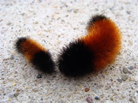 Big Black Fuzzy Caterpillar With Red Stripes Photo by andy reago ...