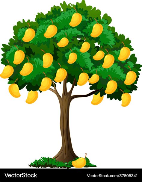 Yellow mango tree isolated on white background Vector Image