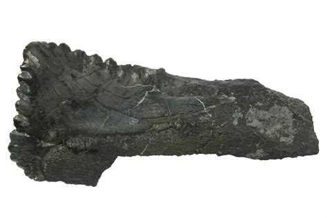 1.65" Bizarre Shark (Edestus) Jaw Section with Tooth - Carboniferous ...