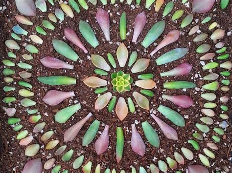 How To Propagate Cacti and Succulents - World of Succulents