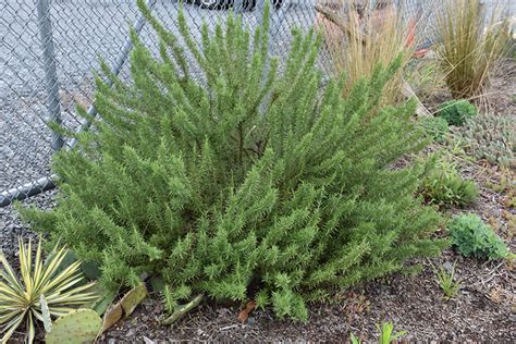 Arp Rosemary (Rosmarinus officinalis 'Arp') in Issaquah Seattle ...