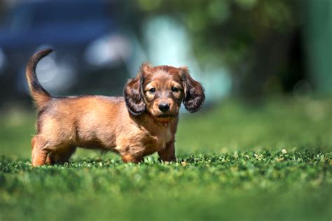 How to Train a Dachshund Puppy – American Kennel Club