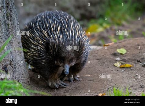 Short-beaked echidna (Tachyglossus aculeatus) foraging for ants, spiny ...