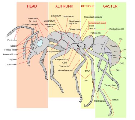 Ant - Wikipedia