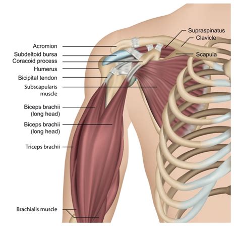 View 30 Long Head Biceps Tendon Anatomy - drivegraphicbox