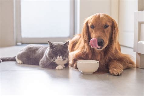 Can Cats Eat Dog Food? What to Know About Cats and Dog Food - Catster