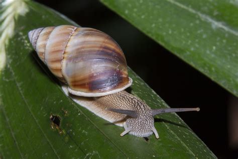 Class Gastropoda - Digital Atlas of Ancient Life