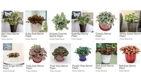 Common Houseplant Identification | Plants, House plants, Plant ...