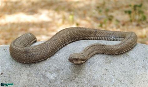 First Aid for Latifi’s Viper Snake Bite