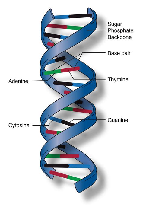 What Is Double Helix? - StoryMD