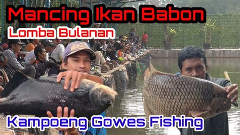 Umpan Lomba Mancing Ikan Bawal , Gurame Dan Ikan Mas | Pemancingan ...