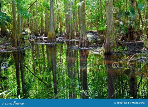 Swamp in Everglades National Park Stock Photo - Image of florida, swamp ...