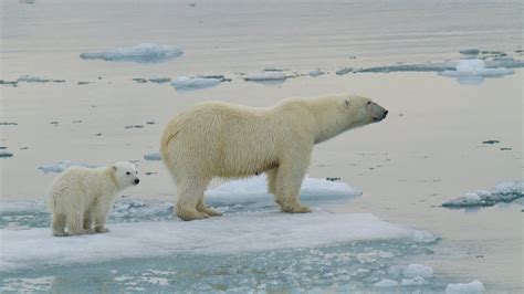 Polar Bear Adaptations - YouTube