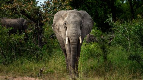 Africa’s Elephants Now Endangered by Poaching, Habitat Loss – NBC 7 San ...