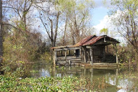 Louisiana Swamp | Olivia Pontiff | Louisiana swamp, Mangrove swamp, Swamp