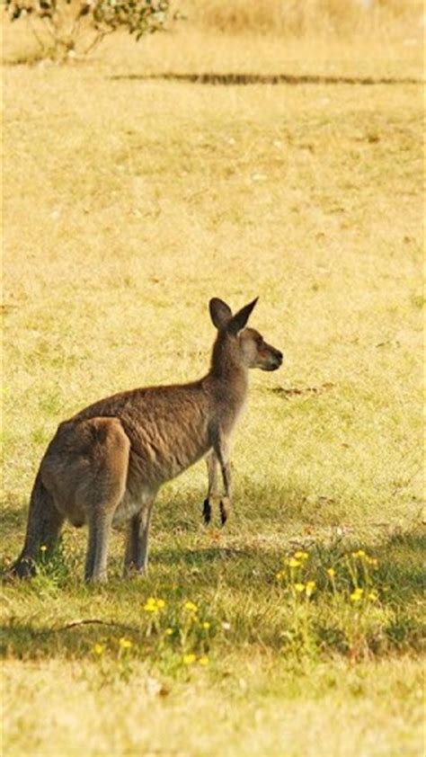 🔥 [40+] Baby Kangaroo Wallpapers | WallpaperSafari