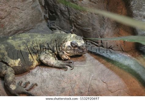 Fat Lizard: Over 895 Royalty-Free Licensable Stock Photos | Shutterstock