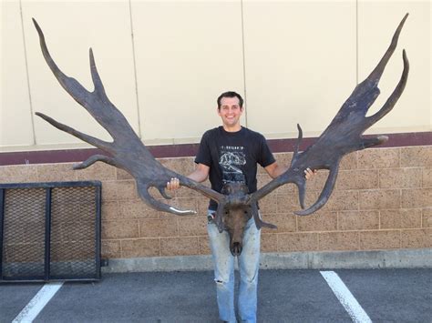 Megaloceros Giganteus irish Elk Skull Replica - Etsy