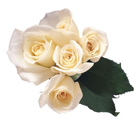 Rose Flower / White Download Flower Picture PNG Transparent Background ...