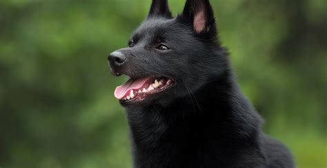 Schipperke Breed Guide (Lifespan, Size & Characteristics)