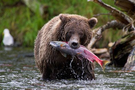 Brown Bear Fishing | Chugach National Forest, Alaska | Ron Niebrugge ...