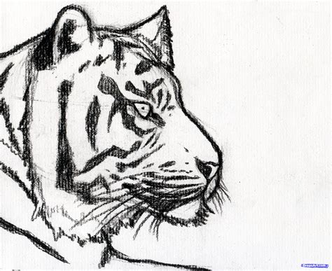 Tiger Face Drawing Images Easy : Tiger Face Drawing At Getdrawings ...