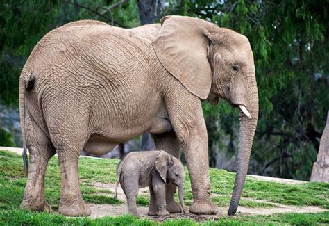 30 Adorable Animals Posing with Their Parents | Baby animals pictures ...