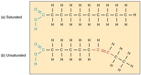 Organic Compounds Essential to Human Functioning · Anatomy and Physiology