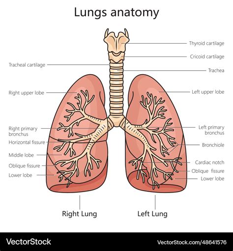 Lung anatomy structure diagram medical science Vector Image