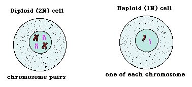 Haploid Cell Diagram