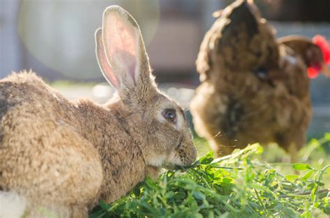 Hobby Farm Small Animals | Blain's Farm & Fleet Blog