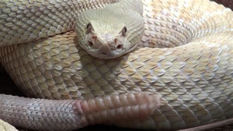 Rattlesnake Moving Tail with Sound, Stock Footage Video (100% Royalty ...